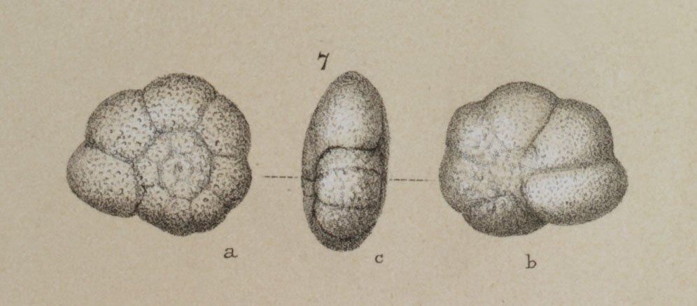 To NHMUK collection (Truncatulina humilis Brady, 1884; Syntype; NHMUK:ecatalogue:3093366)