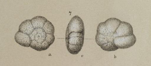 Truncatulina humilis Brady, 1884 - ZF2530_94_7_Turborotalita_humilis.jpg