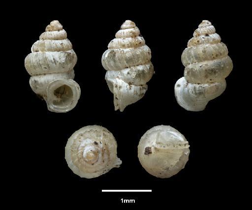 Diplommatina oligopleuris W. T. Blanford, 1868 - 1903.7.1.2273, SYNTYPE, Diplommatina oligopleuris Blanford, 1868