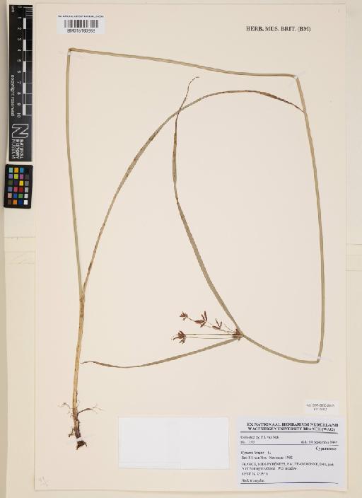 Cyperus longus L. - 015160668