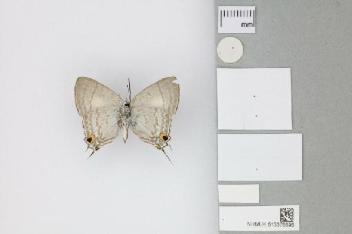 Hypolycaena phorbas purpura Tennent, 2016 - 013376696_Hypolycaena_phorbas_purpura_Tennent_2016_PT_1