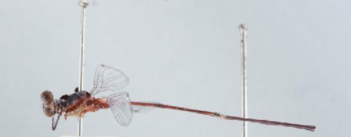 Elattoneura balli Kimmins, 1938 - 011251966_Elattoneura_balli_T_lateral