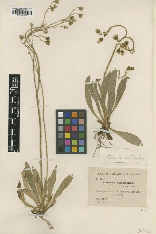 Hieracium anchusoides subsp. tolochense Zahn - BM001047858