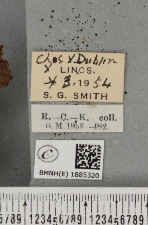 Selenia dentaria (Fabricius, 1775) - BMNHE_1885320_label_445240