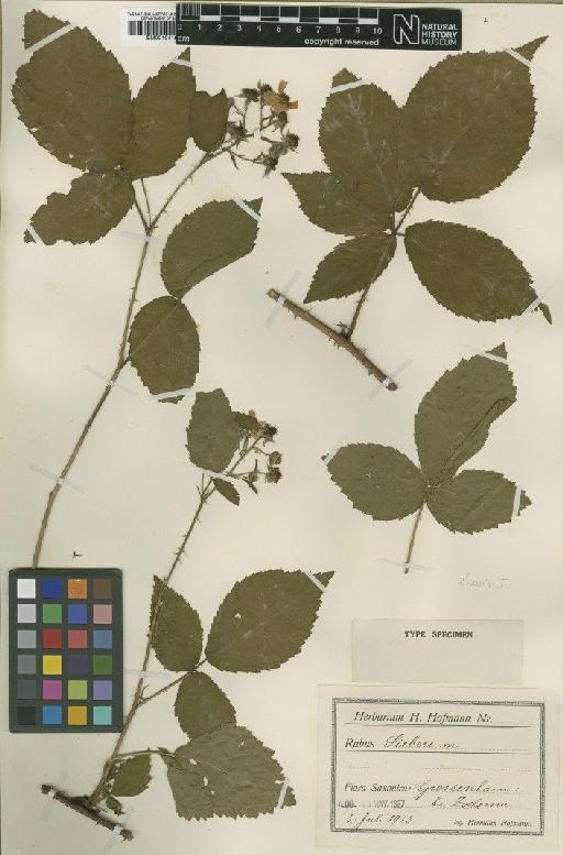 Rubus sieberi H.L.Hofm. - BM001041682