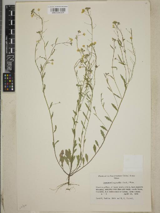 Lesquerella gracilis subsp. gracilis - BM013393205