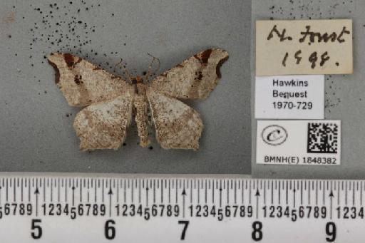 Macaria alternata (Denis & Schiffermüller, 1775) - BMNHE_1848382_420956