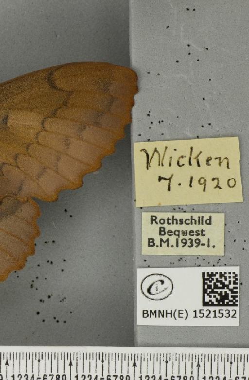 Gastropacha quercifolia (Linnaeus, 1758) - BMNHE_1521532_label_198404