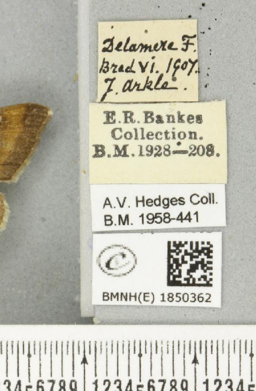 Macaria liturata (Clerck, 1759) - BMNHE_1850362_label_421665