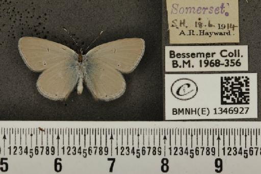 Cupido minimus ab. obsoleta Tutt, 1896 - BMNHE_1346927_150625