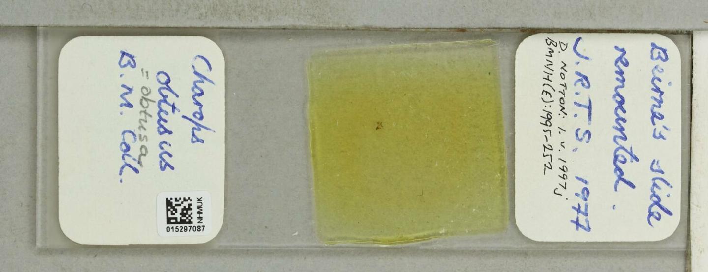 Charops obtusus
