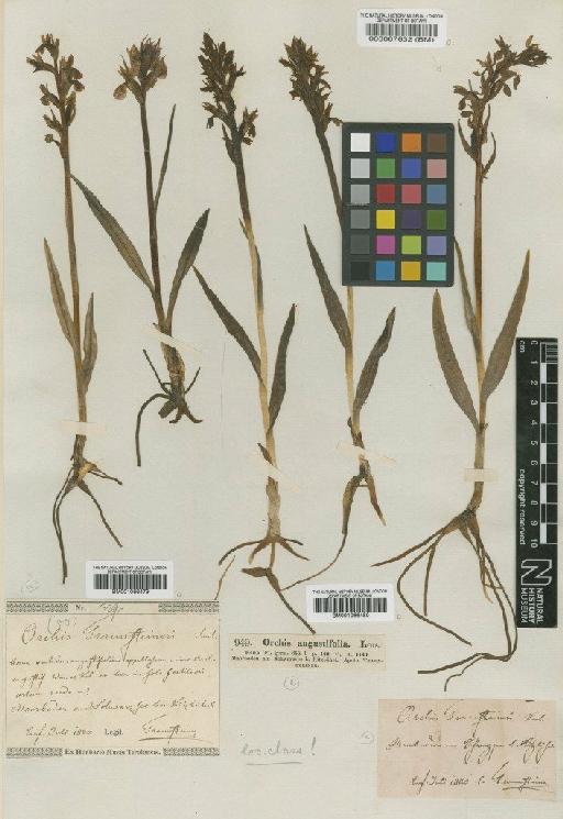 Dactylorhiza traunsteineri (Saut. ex Rchb.f.) Soó - BM000067632