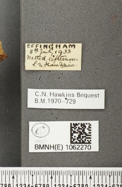 Polygonia c-album (Linnaeus, 1758) - BMNHE_1062270_label_23057