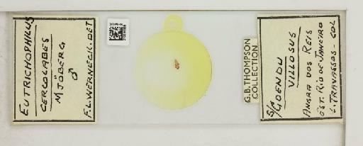 Eutrichophilus cercolabes Mjoberg, 1910 - 010696559_108797_1429403