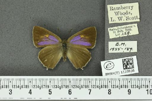 Neozephyrus quercus ab. bellus Gerhard, 1853 - BMNHE_1135938_94036