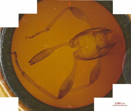 Cerambycinae Latreille, 1802 - 010131533___3