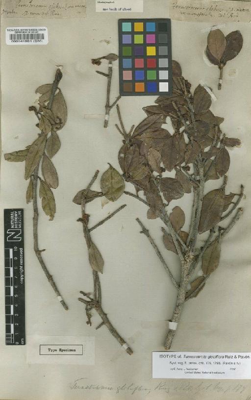 Ternstroemia globiflora Ruiz & Pav. - BM000041981