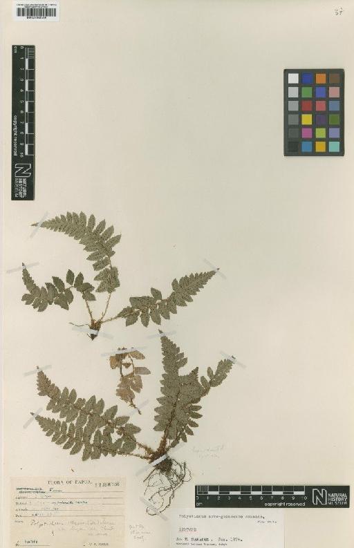 Polystichum novo-guineense Nakaike - BM001048756