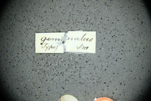Halictus gemmatus Smith, F., 1853 - Halictus_gemmatus-NHMUK010265371-type-female-label2