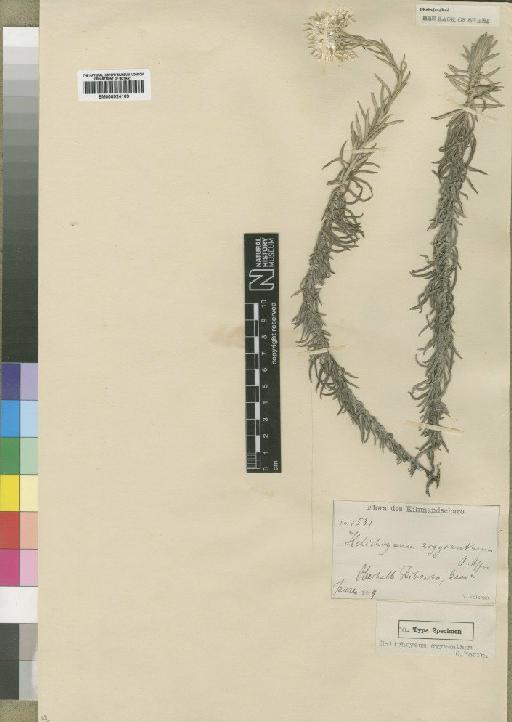 Helichrysum argyranthum O.Hoffm. - BM000924163