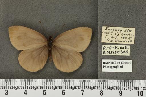 Pieris napi sabellicae ab. fumosa Thompson, 1947 - BMNHE_500819_81445