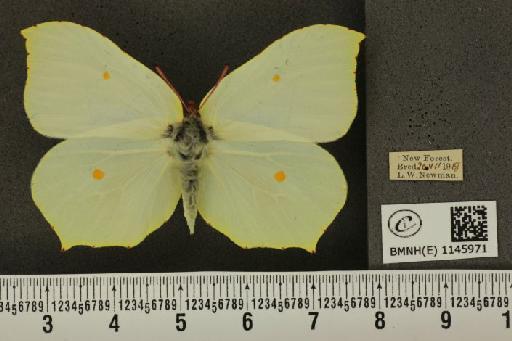 Gonepteryx rhamni (Linnaeus, 1758) - BMNHE_1145971_100170