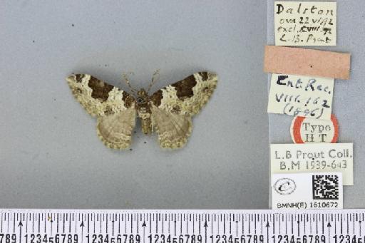 Xanthorhoe fluctuata fluctuata ab. ochreata Prout, 1896 - BMNHE_1610672_308576