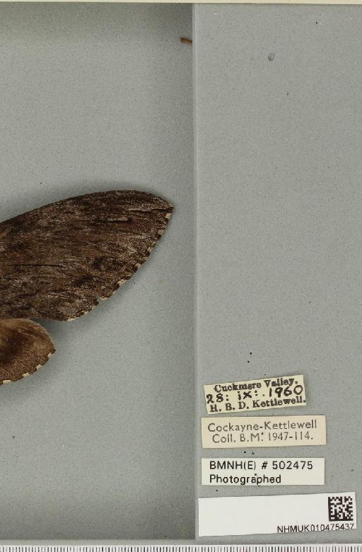 Agrius convolvuli ab. obscura Tutt, 1904 - NHMUK_010475437_label_527056