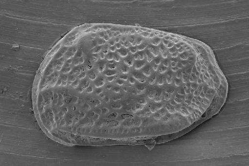 Austroaurila recurvirostrata (Skogsberg, 1928) - OS19992_cgmq_0609.tif