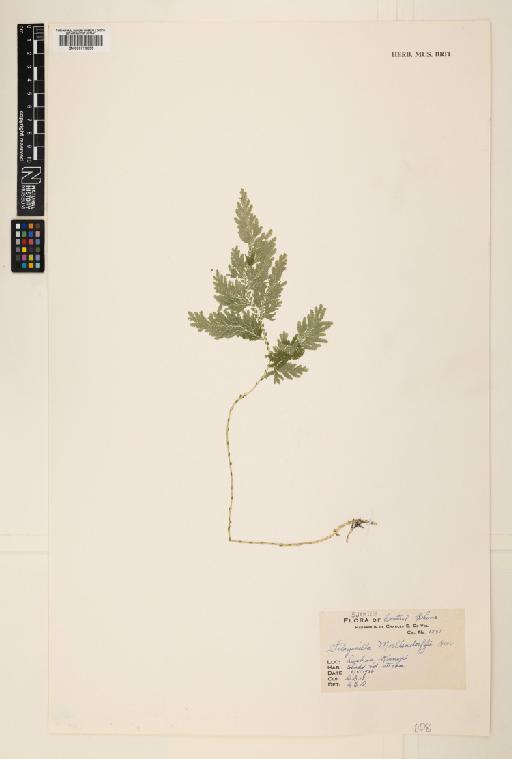 Selaginella moellendorffii Hieron. - 000779655