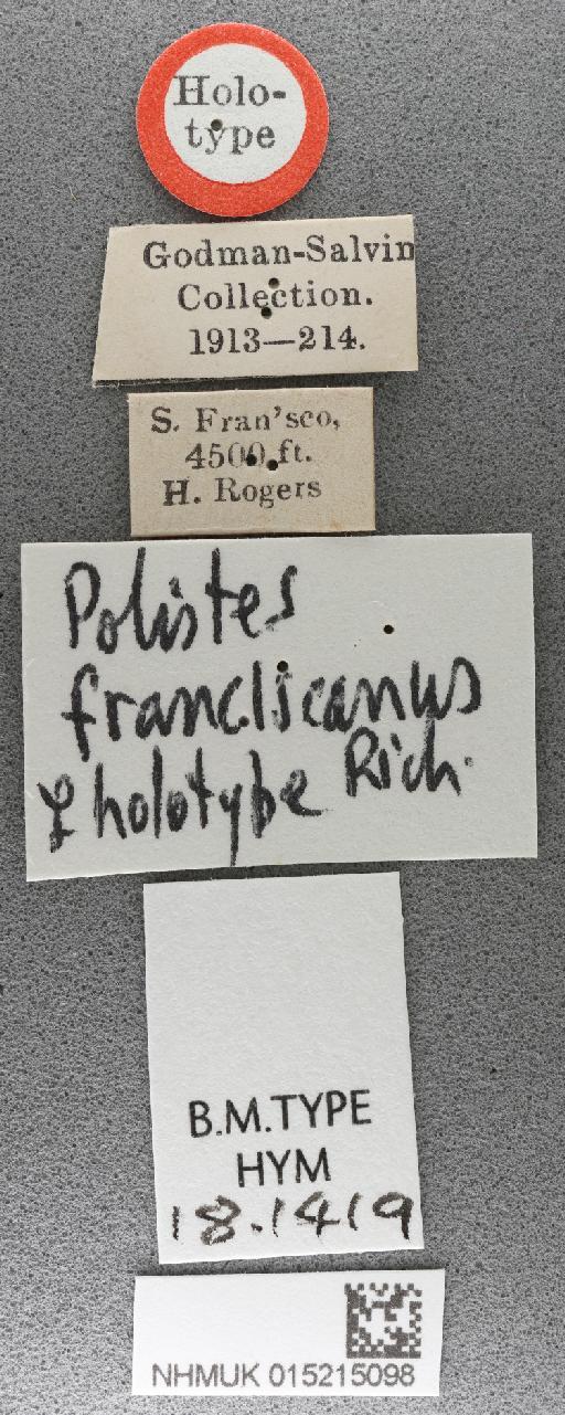 Polistes franciscanus Richards, 1978 - 015215098_Polistes_franciscanus_holotype_labels