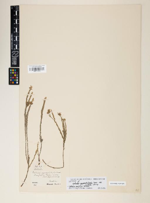 Evolvulus ericifolius Schrank - 001122224