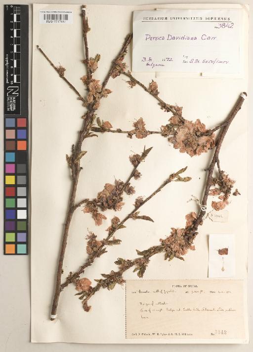 Prunus davidiana (Carriere) Franch. - BM013717931