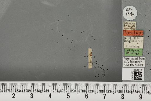 Liriomyza gudmanni Hering, 1928 - BMNHE_1486215_a_50091