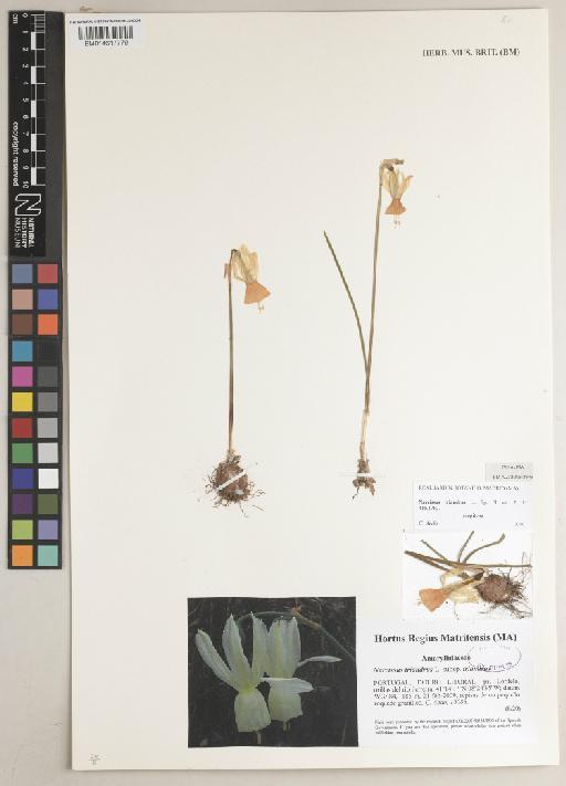 Narcissus triandrus subsp. triandrus L. - BM014617779