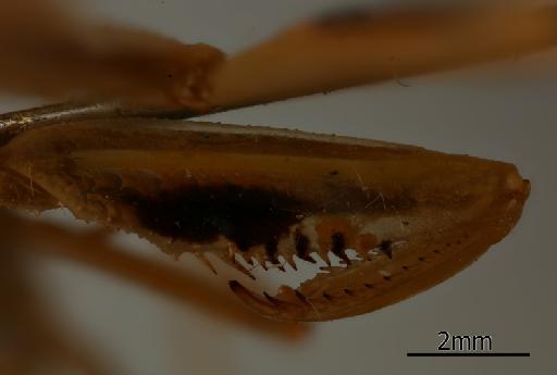 Orthodera gracilis Giglio-Tos, 1917 - 013805551_Orthodera_gracilis_Interior_foreleg_Syntype