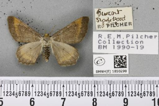 Macaria liturata ab. nigrofulvata Collins, 1905 - BMNHE_1850298_421876