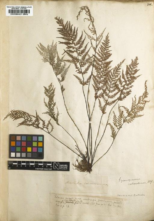 Acrostichum calomelanos L. - BM000589421