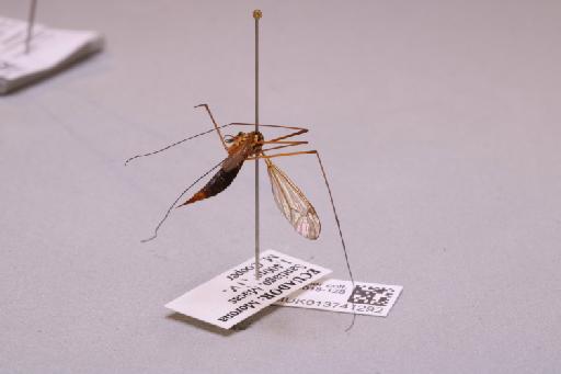 Tipulidae Latreille, 1802 - 013741292_additional_1