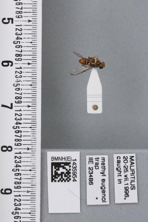 Bactrocera (Bactrocera) cf. dorsalis (Hendel) - BMNHE_1435954_29805