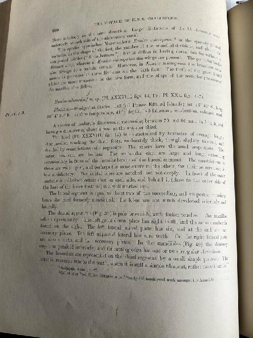 Lumbriconereis ehlersi McIntosh, 1885 - Challenger Polychaete Scans of Book 159