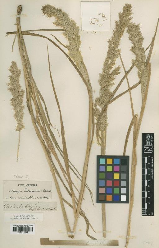 Polypogon mollis (Thouars) C.E.Hubb. & E.W.Groves - BM001042252