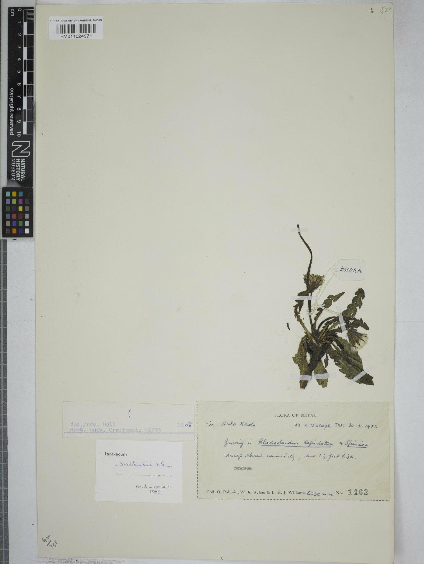 To NHMUK collection (Taraxacum mitalii Soest; NHMUK:ecatalogue:9153677)