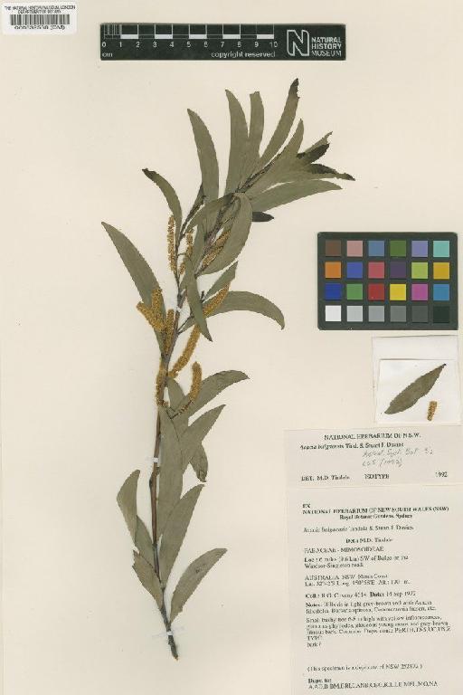 Acacia bulgaensis Tindale & S.J.Davies - BM000532538
