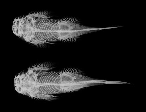 Gastromyzon contractus Roberts, 1982 - Gastromyzon contractus; x-ray; dorsal view; 1982.3.29.111-112