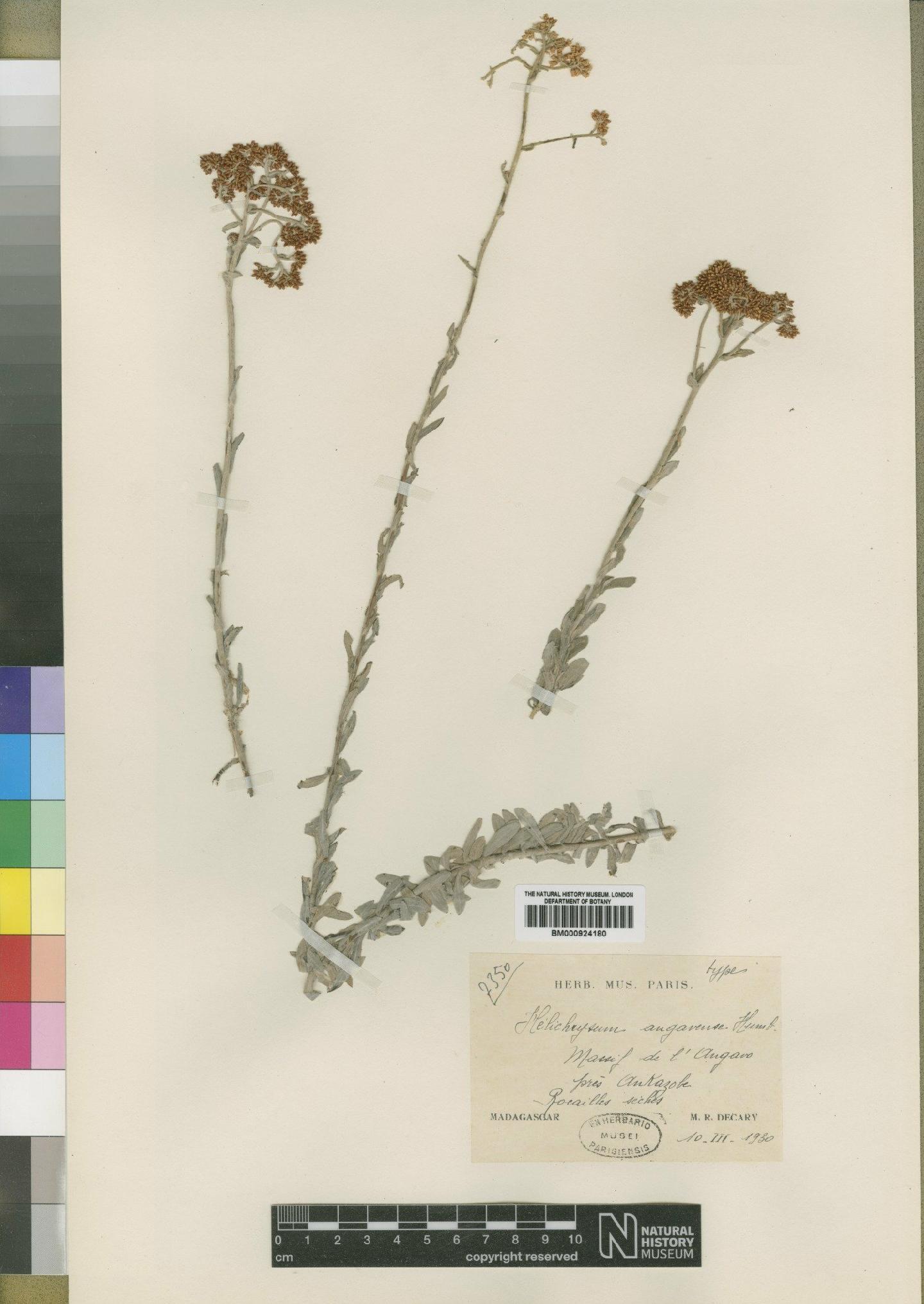 To NHMUK collection (Helichrysum angavense Humbert; Type; NHMUK:ecatalogue:4529208)