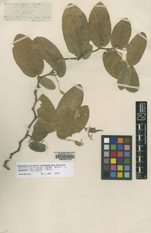 Aristolochia malacophylla Standl. - BM000611816