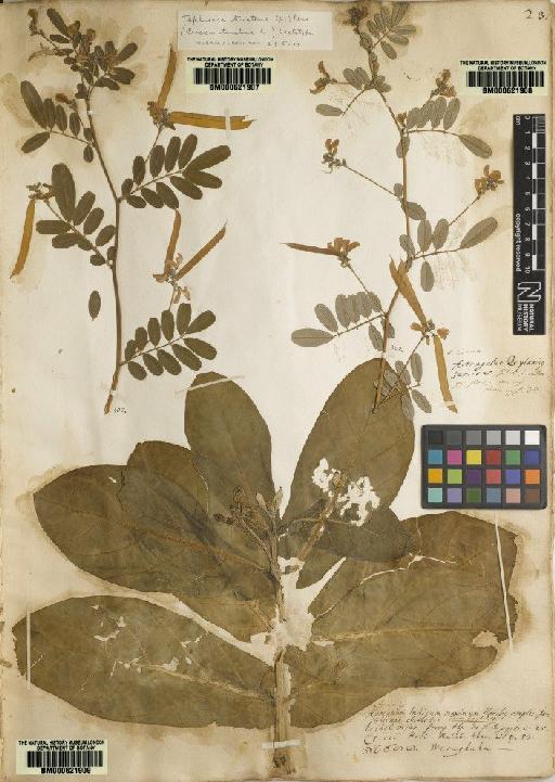 Cracca tinctoria L. - BM000621907