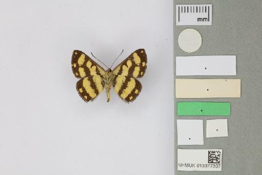 Synargis fandanga Dolibaina et al., 2013 - 013377307_Sinargis_fandanga_Dolibaina Dias Mielke & Casagrande_2013_PT_1