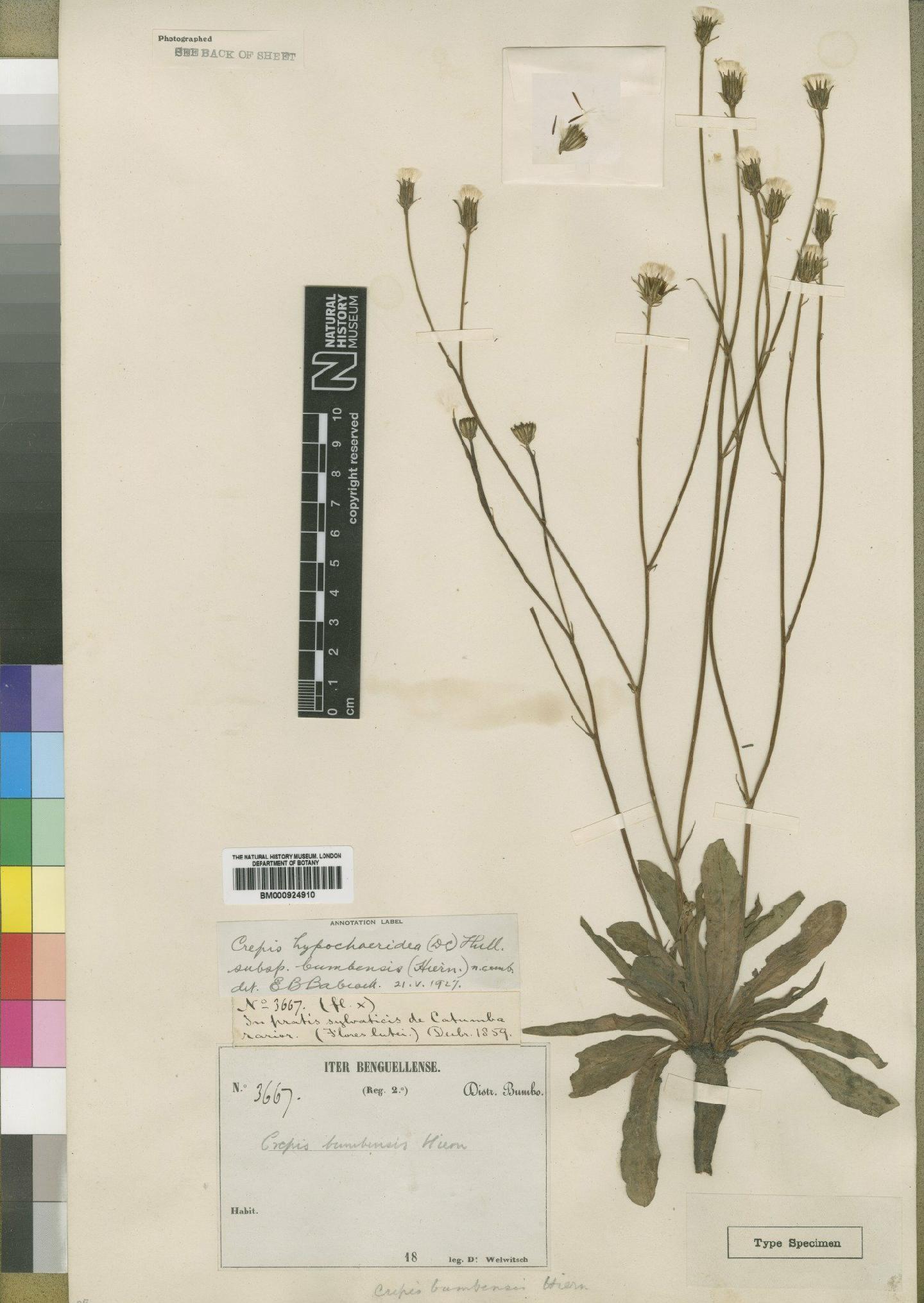 To NHMUK collection (Crepis newii subsp. bumbensis (Hiern) Babc; Type; NHMUK:ecatalogue:4553780)
